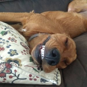 Meet your Posher, Joy